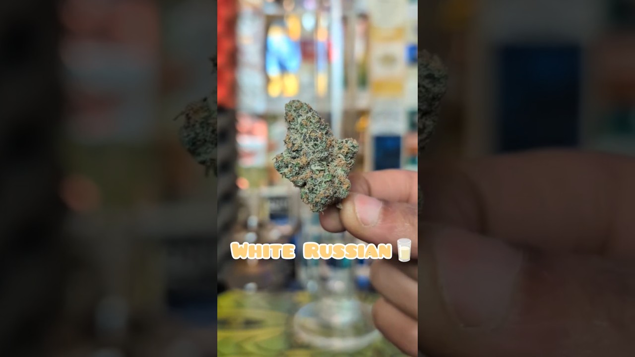 WHITE RUSSIAN🥛BONG RIP 🔥 #420 #review #cheers
