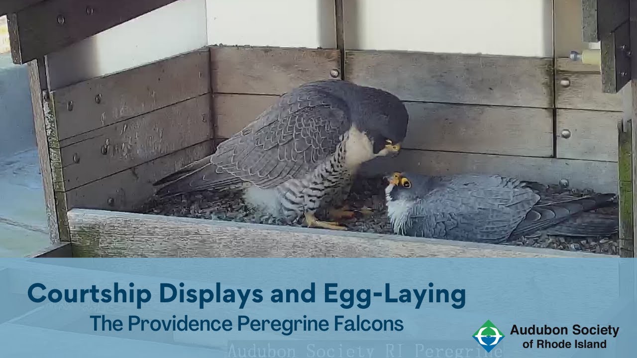 Peregrine Falcon Courtship Displays and Egg-Laying | March 18-29, 2022 | Providence, Rhode Island