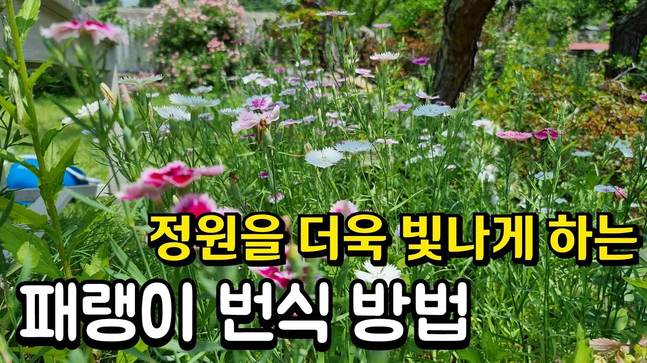 야생화 패랭이꽃 번식으로 정원을 화려하게 만드는 방법