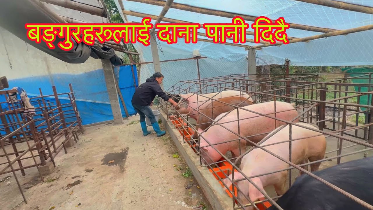 #बङ्गुरहरूको हेर्चार गर्दै हामी बुडा बुडी 