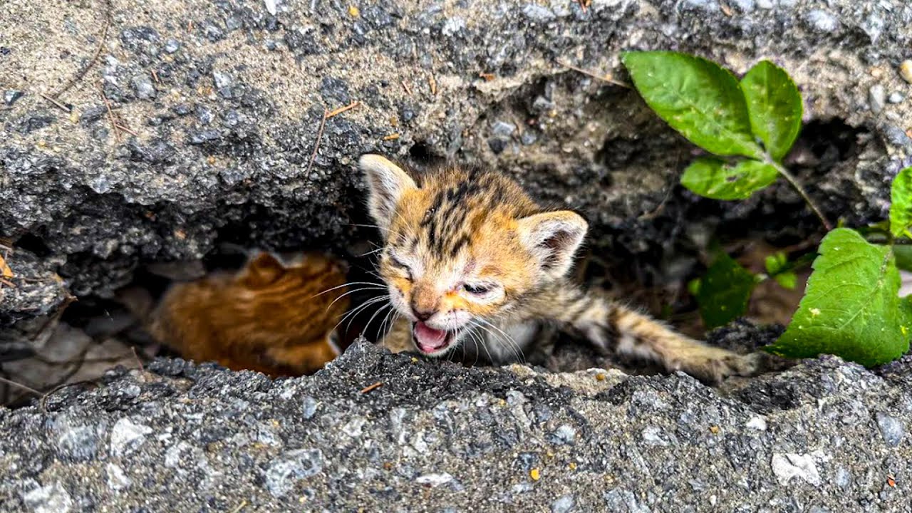From Trapped to Thriving: Rescuing Trapped Kittens: From Danger to Safety | Cat Care Guide