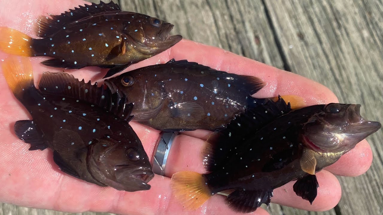 EXOTIC Fish of 2024 on Long Island, NEW YORK!!! 33 Species