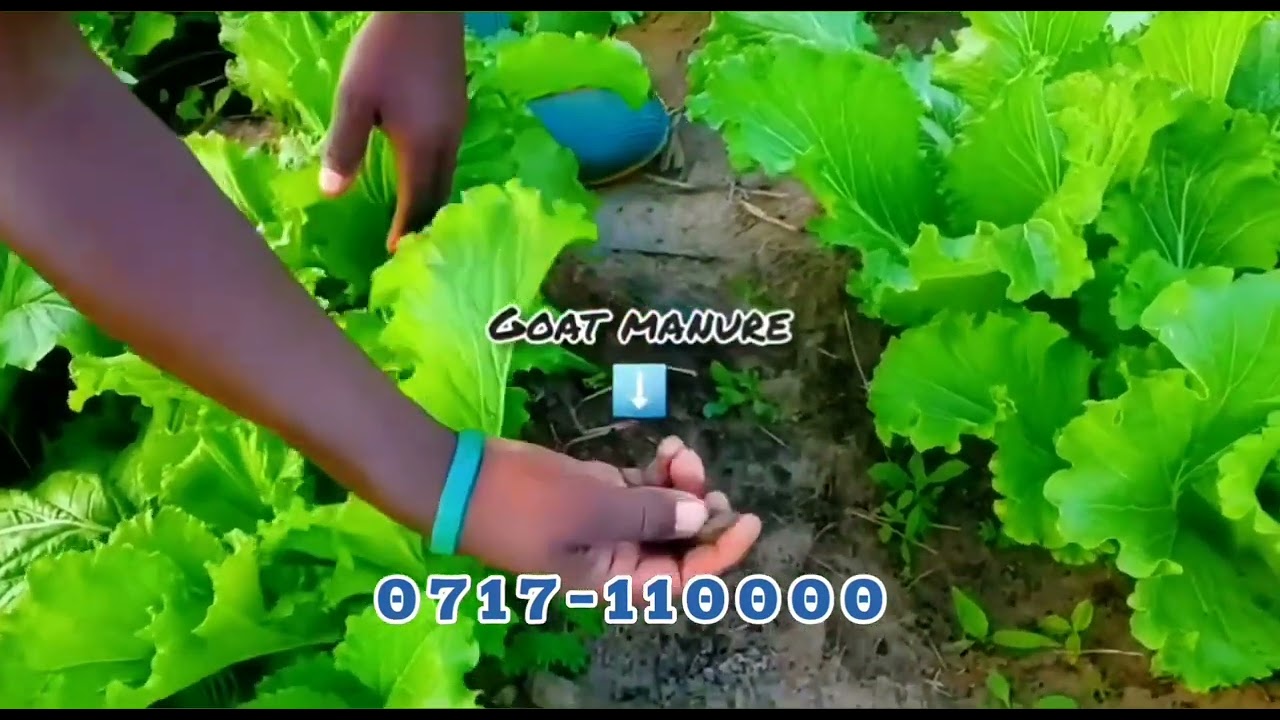 How vegetable farming is making money 
