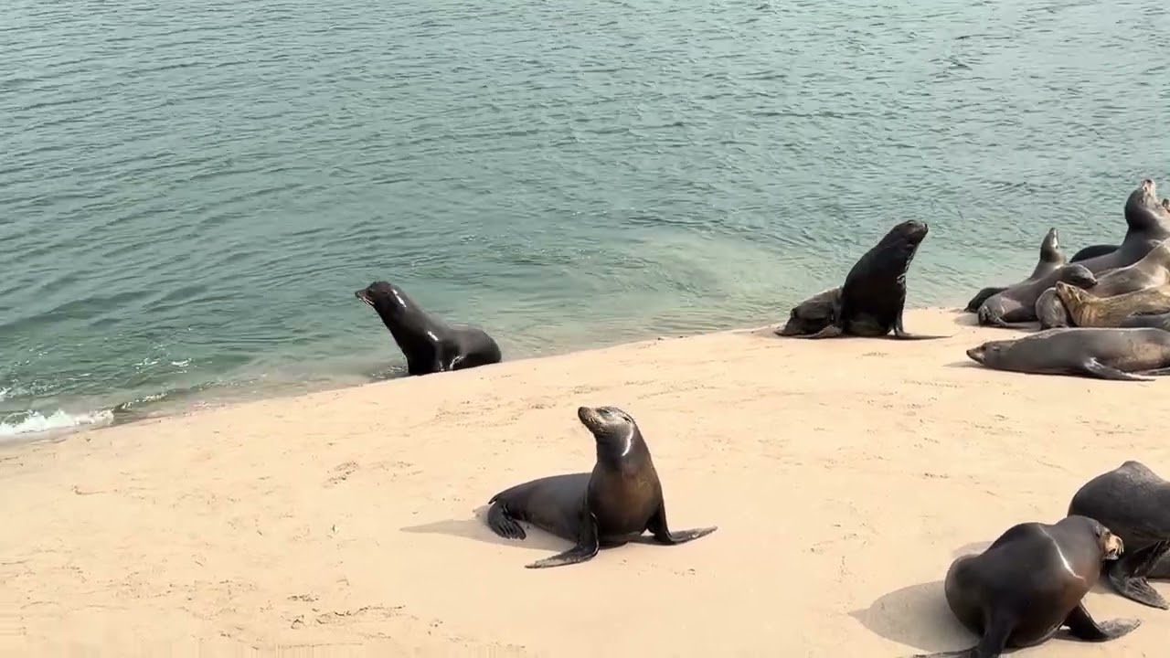 Channel Island Sea Lions