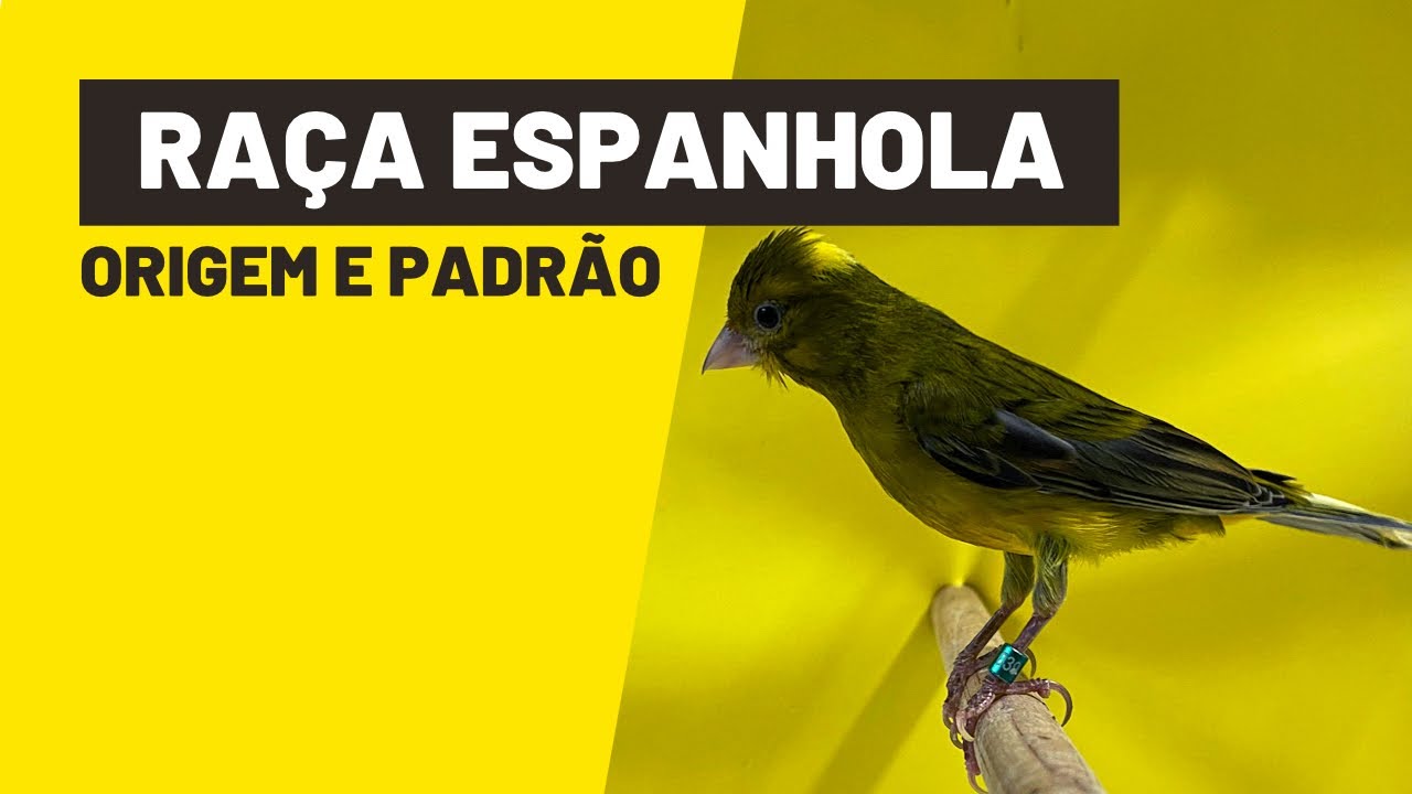 CANÁRIO RAÇA ESPANHOLA: A HISTÓRIA DA SUA ORIGEM E O PADRÃO