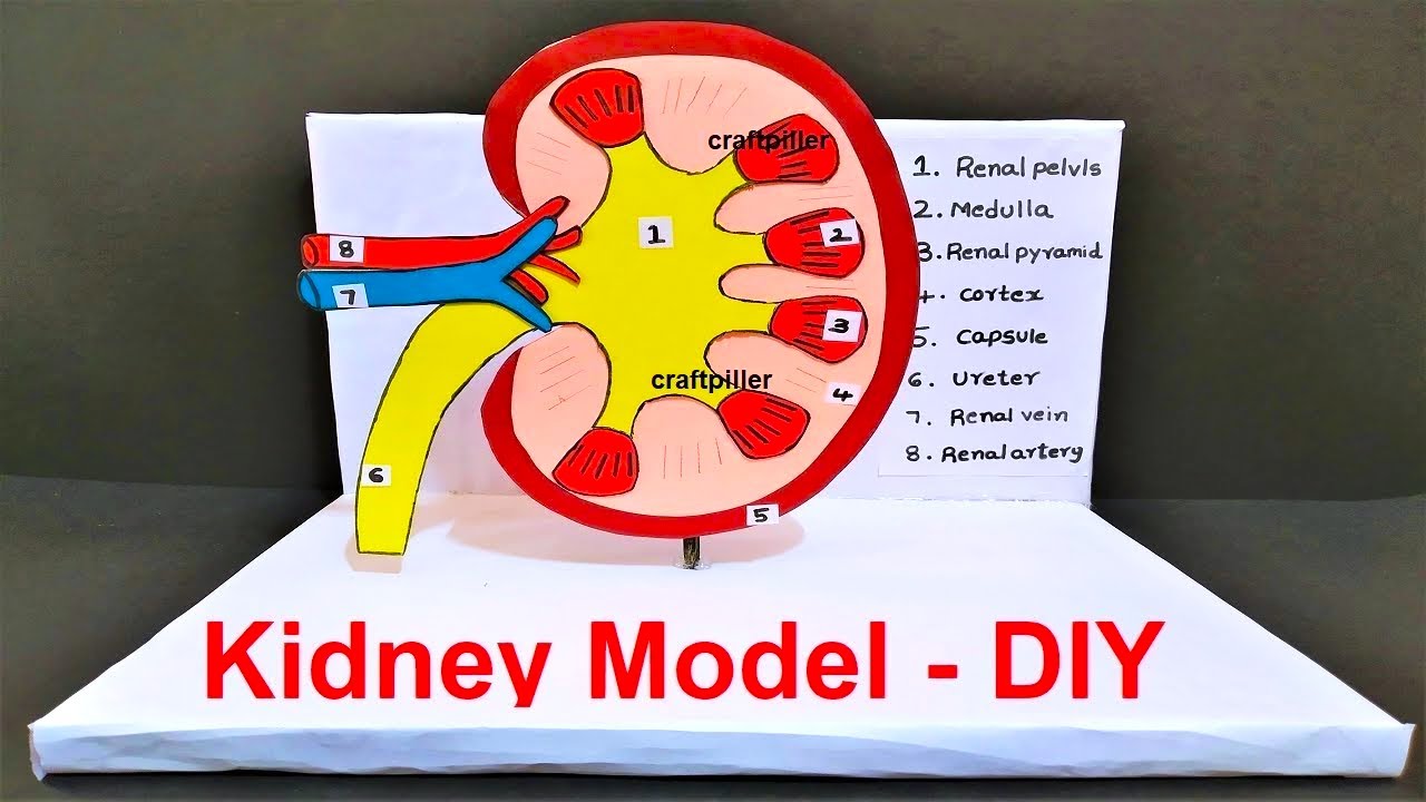 human kidney model (3D)  diy for school science exhibition  | urinary system | craftpiller