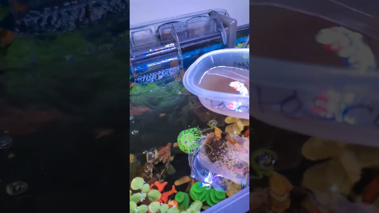 Comida brine shrimp/camaroncitos congelados para peces/aquarium