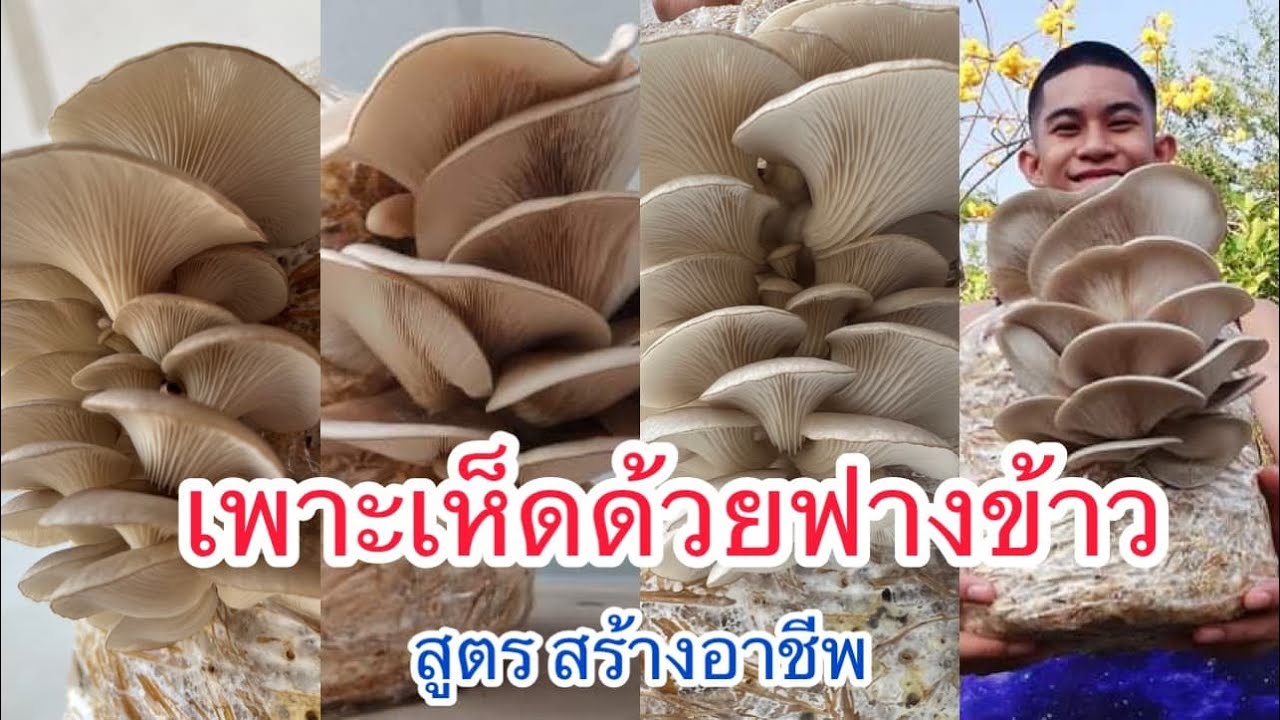 วิธีเพาะเห็ดนางรมนางฟ้าด้วยฟางข้าว  สูตรสร้างอาชีพ