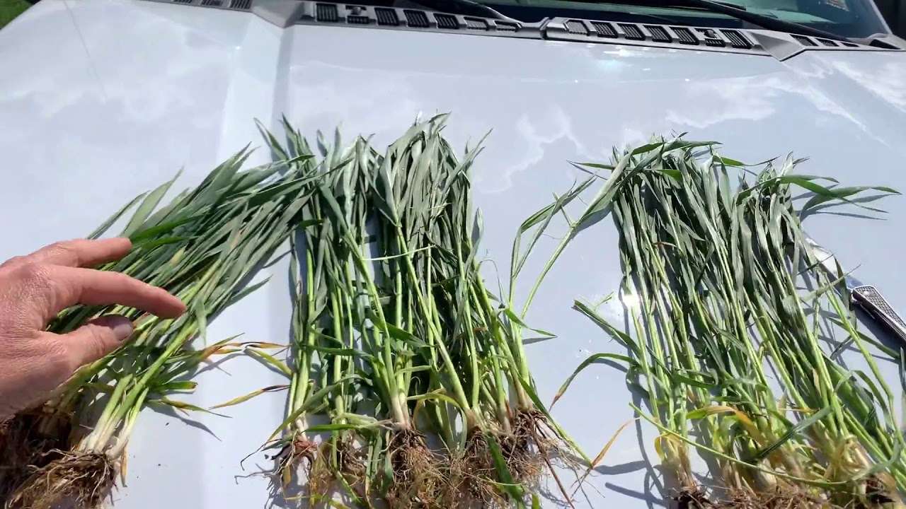 Staging Wheat to get it RIGHT