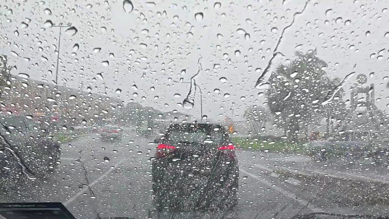 Raining Cats and Dogs at Lunch