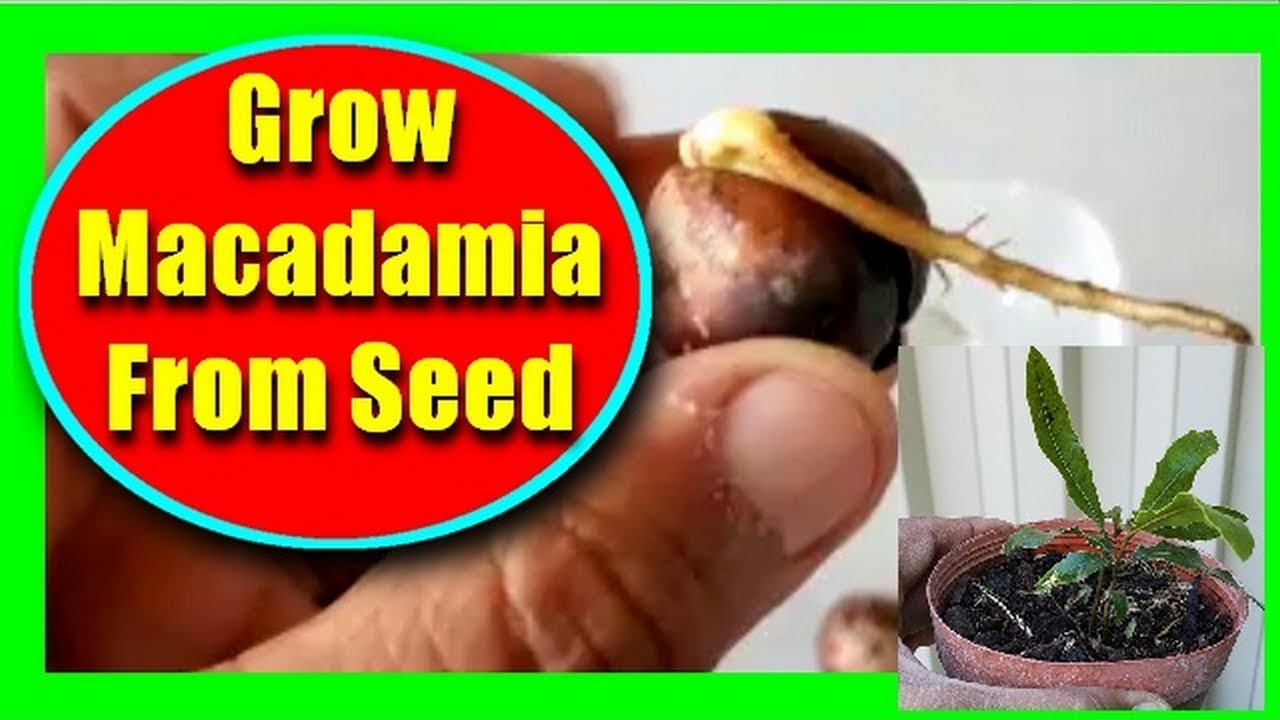 How to Germinate Macadamia Nuts Fast | Grow Macadamia Tree From Seeds Easily