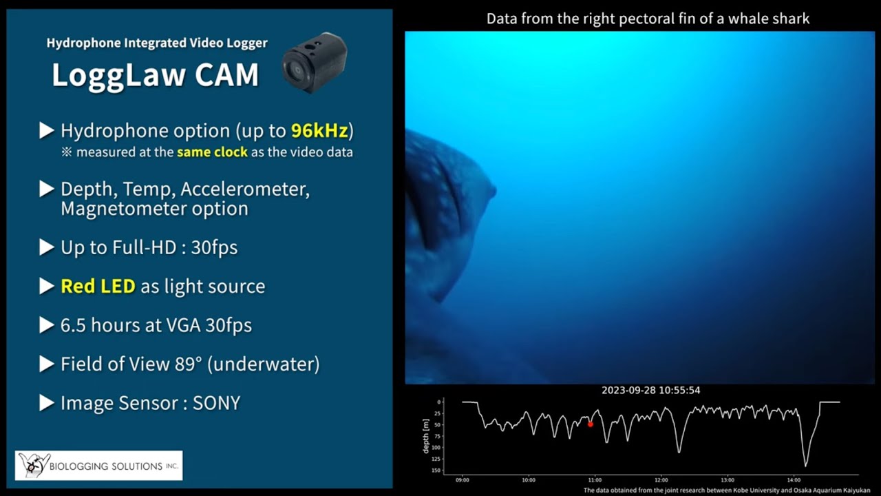 Introducing LoggLaw CAM: The Pioneering Biologging Camera for Underwater Wildlife Exploration!
