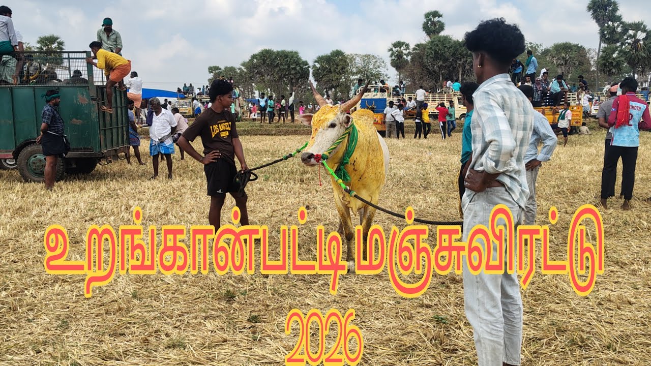 உறங்கான்பட்டி மஞ்சுவிரட்டு 2026 | FREEMONEY #Manjuvirattu
