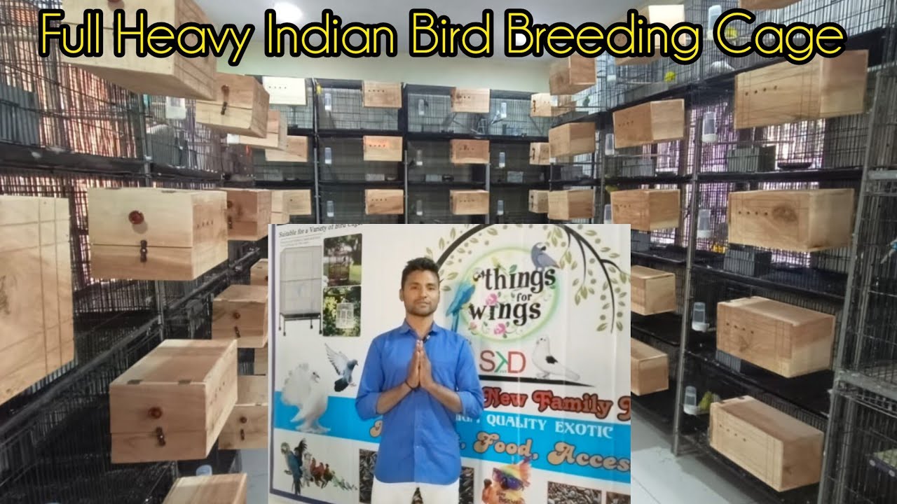 Bird Breeding Indian Cage Available At SKD PET 