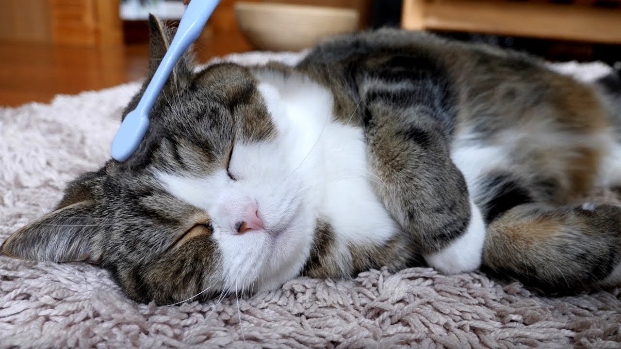 歯ブラシに癒されるねこ。-Maru&Hana are healed by a toothbrush.-