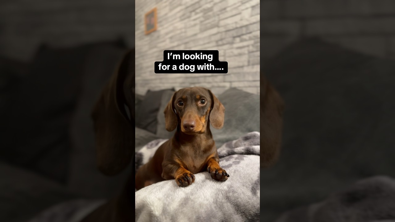 The sausage dog. All the best qualities 😀