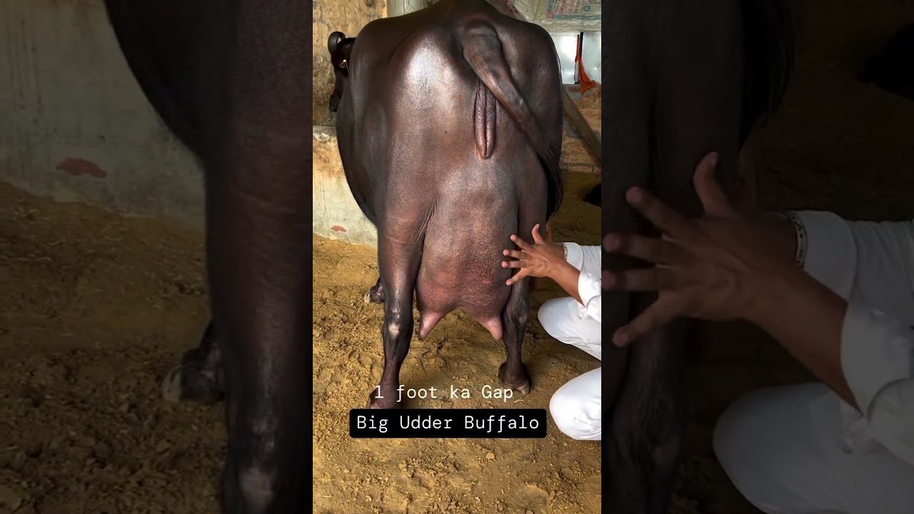 1foot gap || Big udder Buffalo