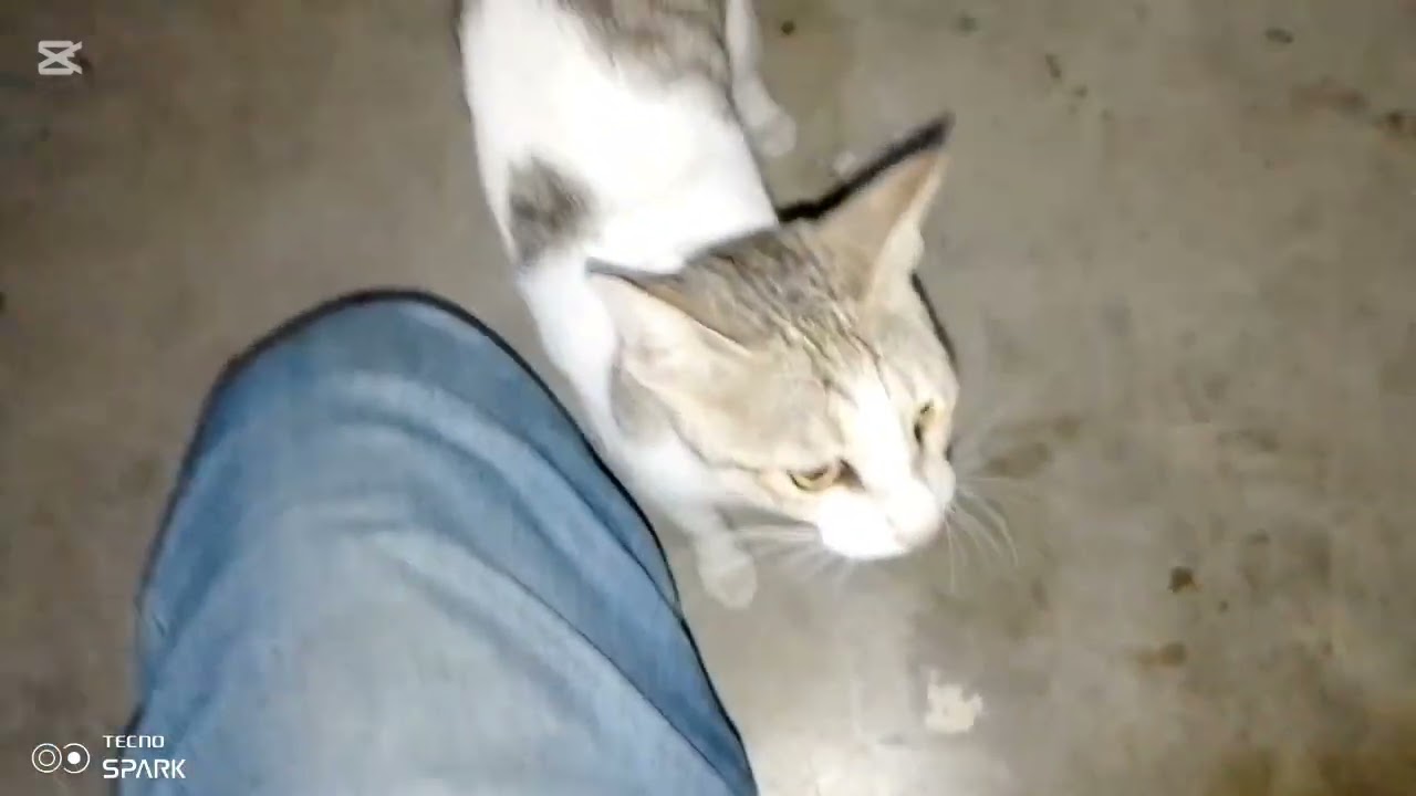 Feeding My Cat & Her Tiny Kitten 🐱❤️ Cutest Moment Ever! | Daily Vlog