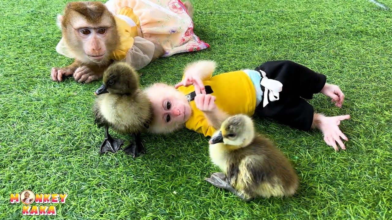 Monkey Kaka and Monkey Mit play with the ducklings.