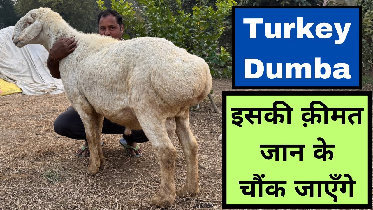एक Dumba भेड़ बिकती है एक लाख की 🐐 Dumba Goat Farming | Turkey Dumba farming in India