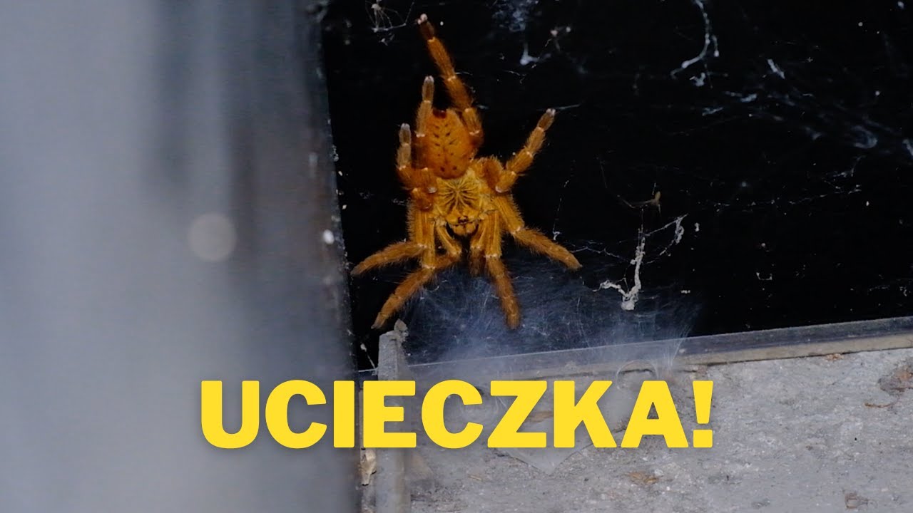 UCIECZKA SAMICY USAMBARA! Odbieramy 4 kokony 🤯 |ARACHNOHOBBIA|