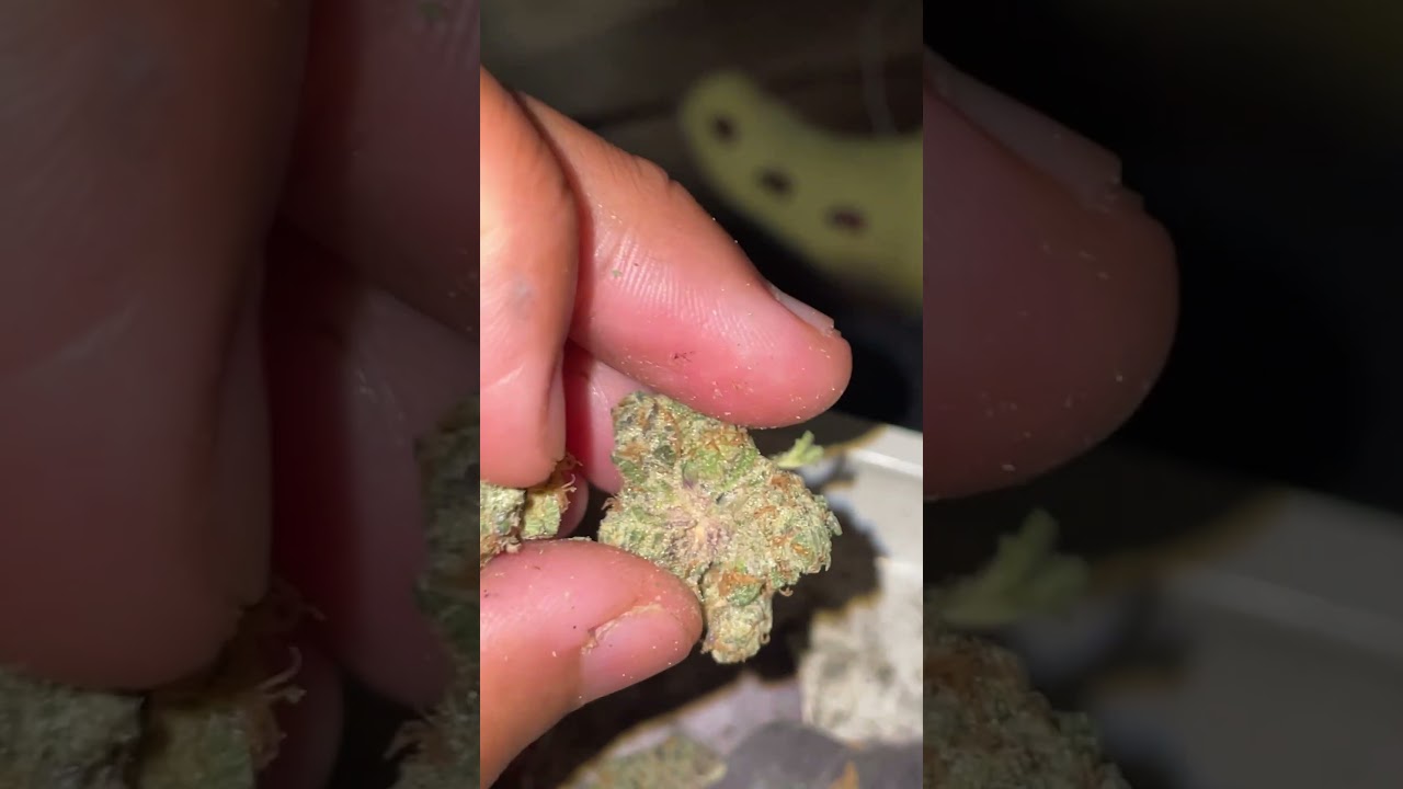 Common citizen sweet tartz review 🥭🍬 #goviral #reels #gas #musician
