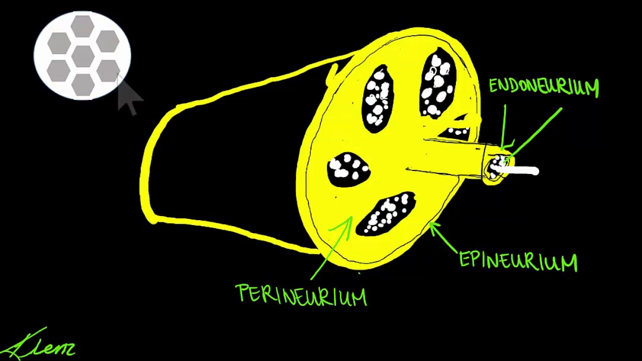Forearm nerve blocks with point of care ultrasound