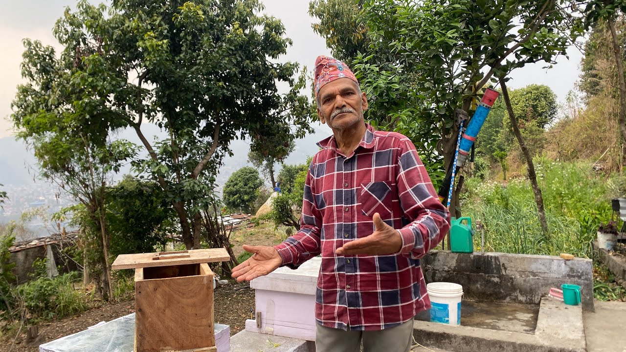 यसरी परम्परागत घारलाई आधुनिक घारजस्तै आकार दिनुहोस् ताकि मौरी अवलोकन गर्दा सहज हुनेछ ! 