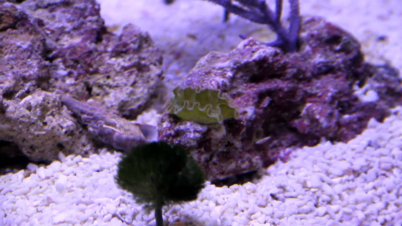 Fincasters Episode 2 Hair Algae and Lettuce Nudibranchs