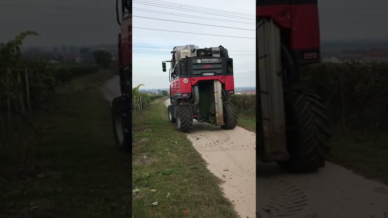Traubenernte ERO 7000 - Zaccaria Traubenwagen - Bibinger Weinbauservice