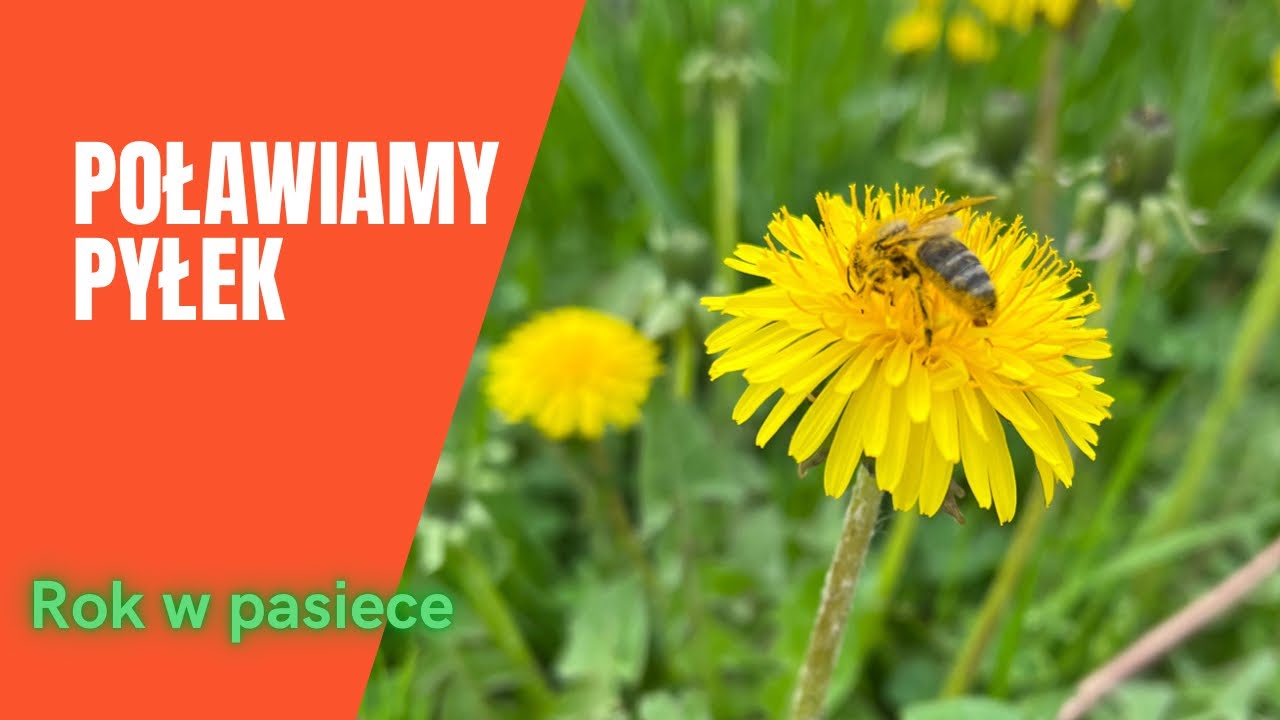 Rok w pasiece - poławianie pyłku