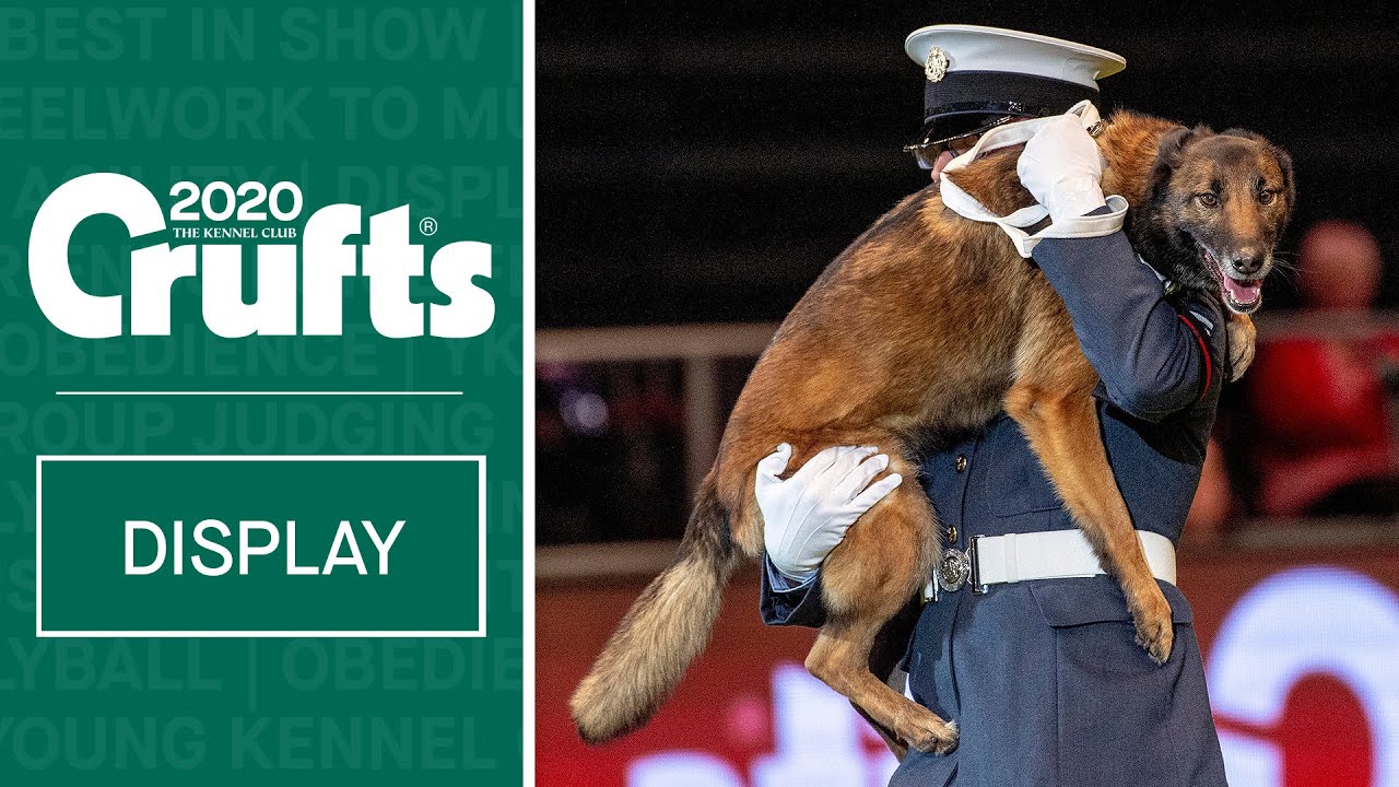Service dogs in action | RAF Police Dog Display Team perform at Crufts 2020