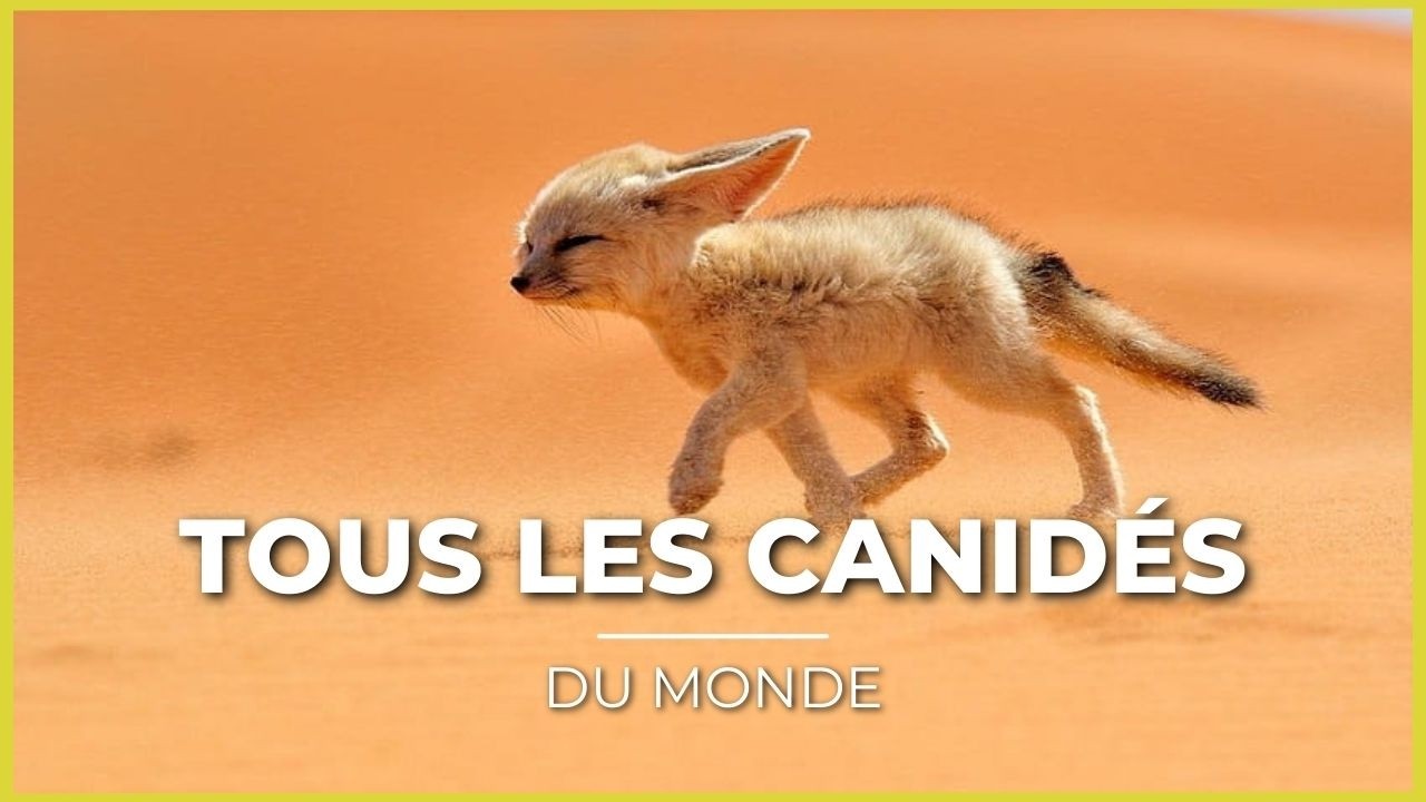 TOUTES les ESPÈCES de CANIDÉS! 😍🐺 (+30 espèces!)