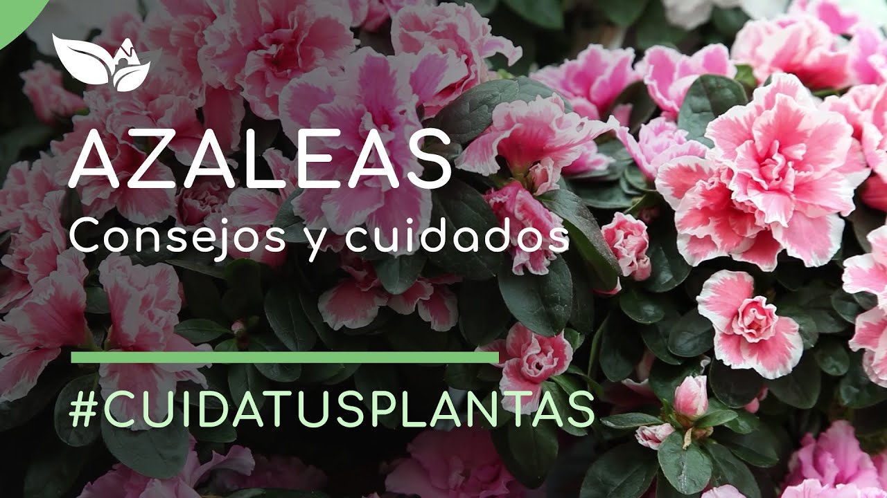 Azaleas: tipos y consejos para su cuidado