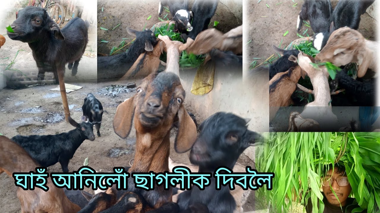 ঘাহঁ আনিলো ছাগলীক দিবলৈ🐐#goatfarm #goatfarming #goat#farming #hirak111 #asssam #goatfarminassam #05
