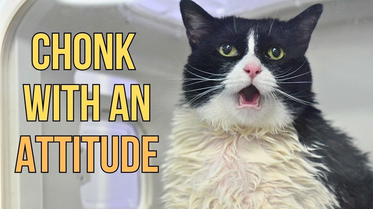 A Fat Tuxedo Cat With a Permanent Elevator Butt😂