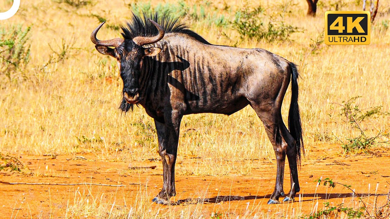 Among Africa's Swiftest Creatures: Wildebeest | 4K Animal Documentary
