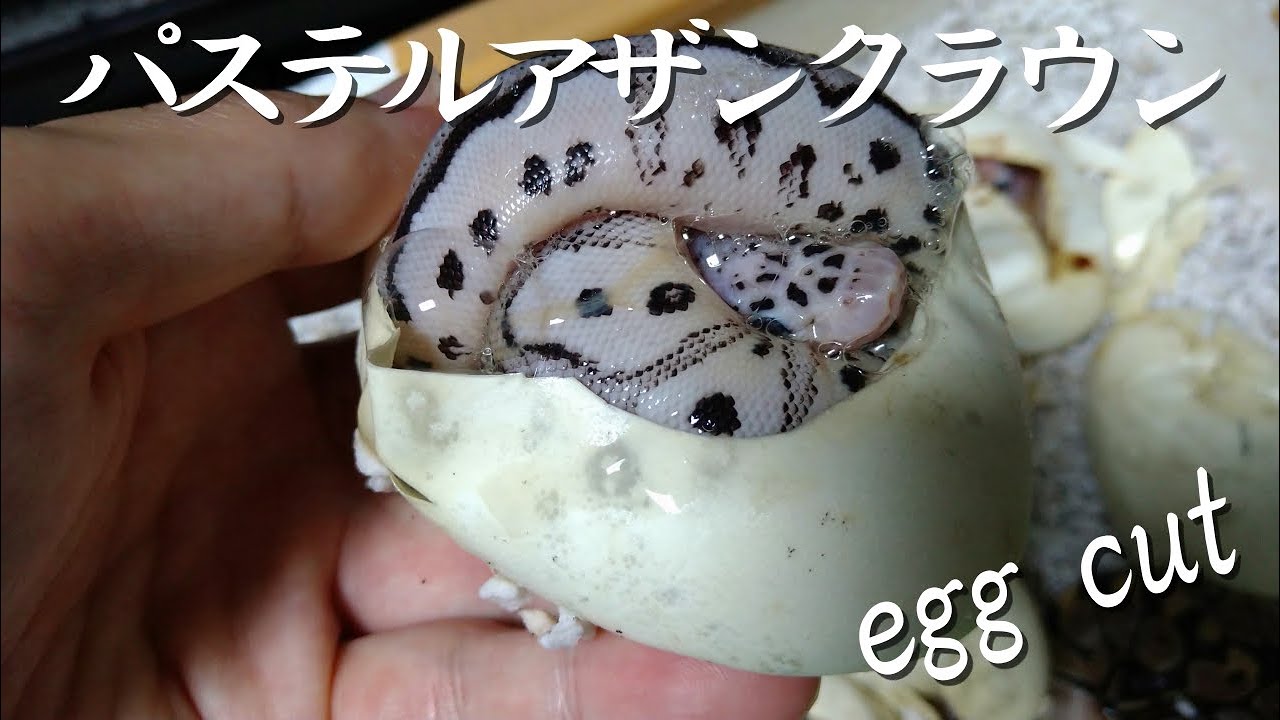 VPIアザンクラウンエッグカット!!!【ボールパイソン(Ballpython)】