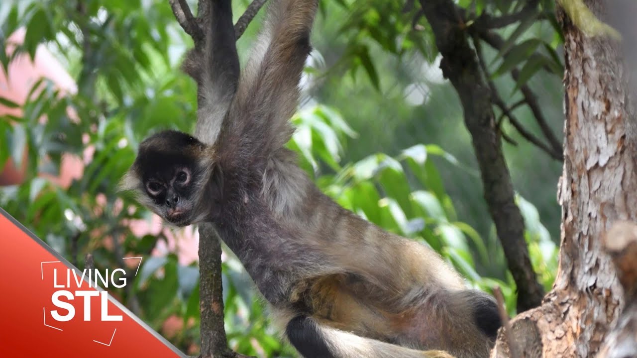 Primate Canopy Trails at the St. Louis Zoo | Living St. Louis