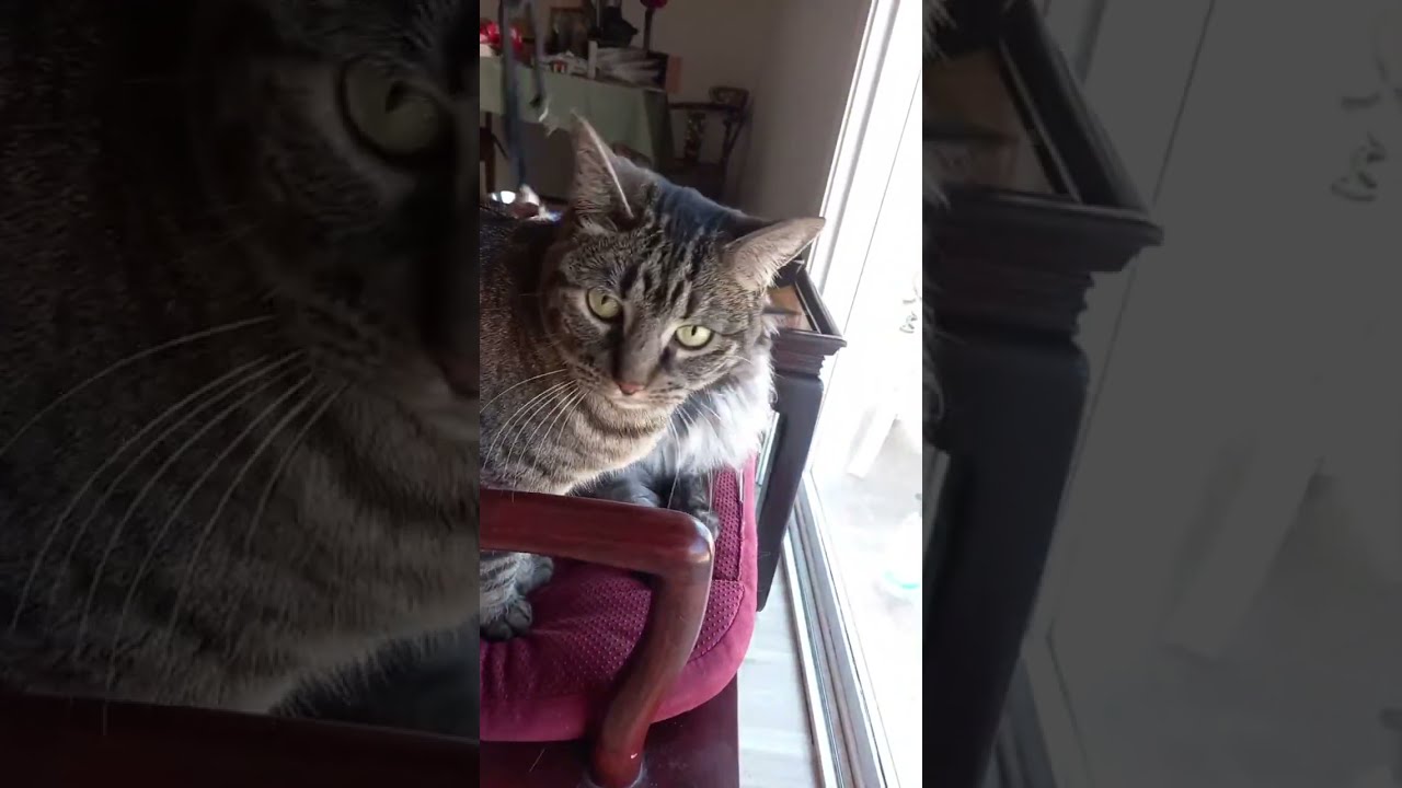 Oh Happy Day🇺🇸 is live!