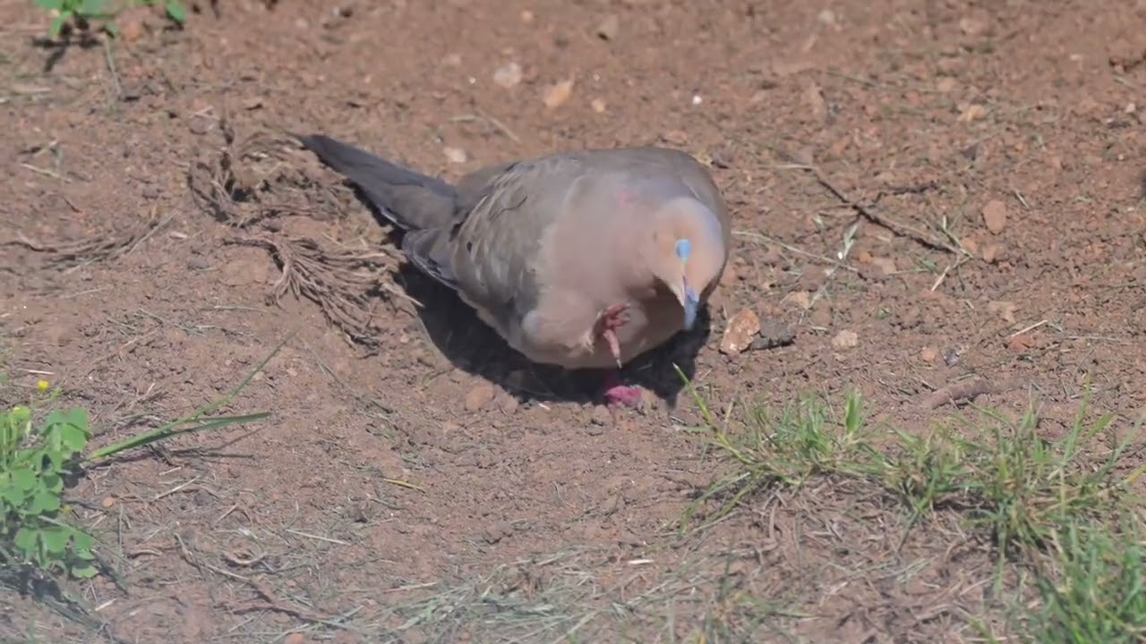 Mourning dove