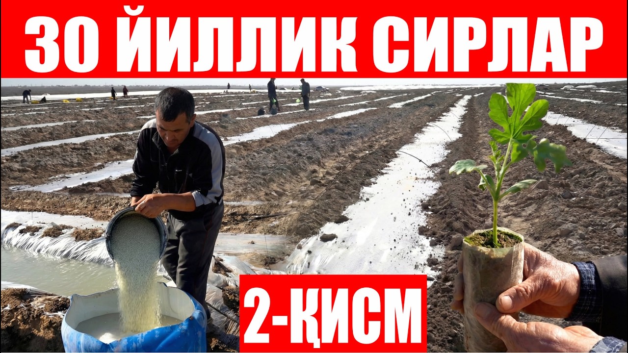 Кўкдалалик машҳур деҳқон Улуғбек ҳожи аканинг тарвуз экиш бўйича 30 йиллик тажрибаси! (2-қисм)