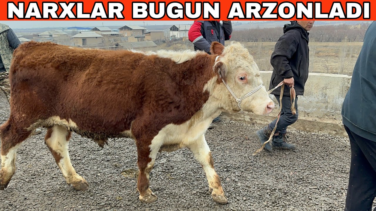 NARXLAR BUGUN SINDI😱SHOXIDON YOSH BUQA NARXLARI