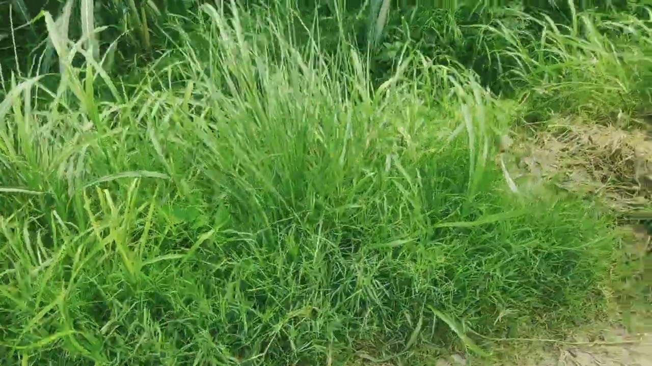 Desi khet #kisan#kheti #dhaankikheti #haryali