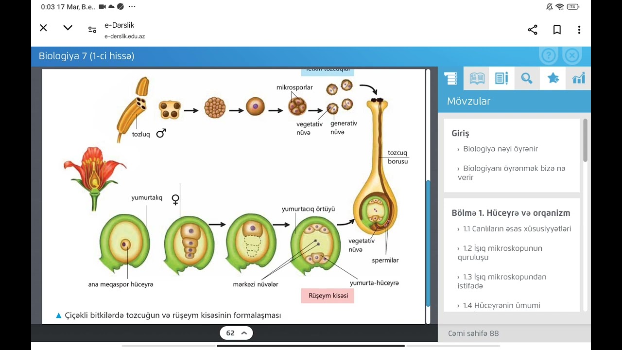 7-ci sinif biologiya. Çiçəkli bitkilərlə cinsiyyəti çoxalma. Mayalanma.