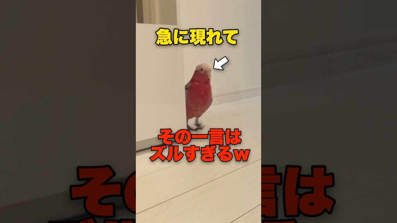 オウムの衝撃のひと言がめちゃくちゃおもろいwww【モモイロインコ】