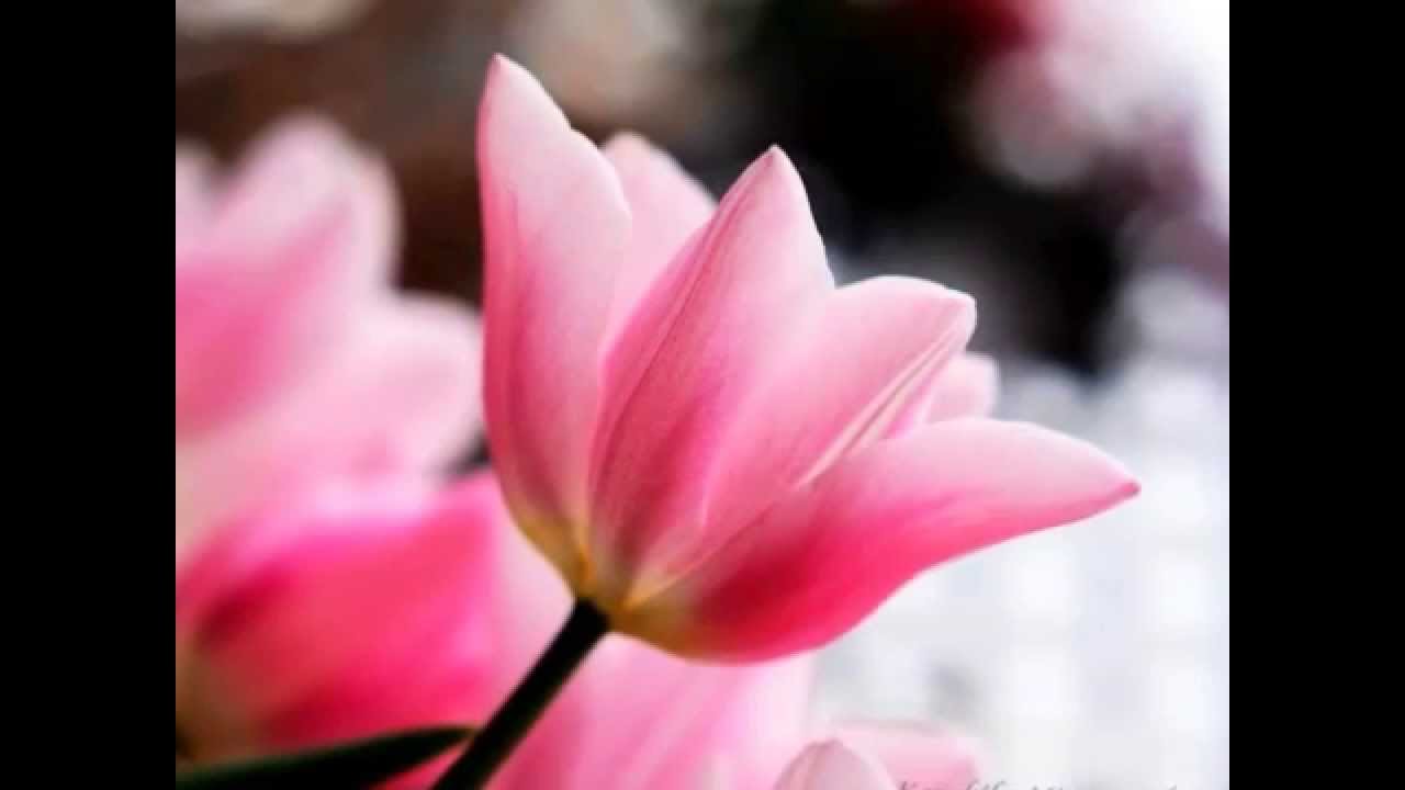 Tiempo de Primavera ( Raul Di Blasio).wmv