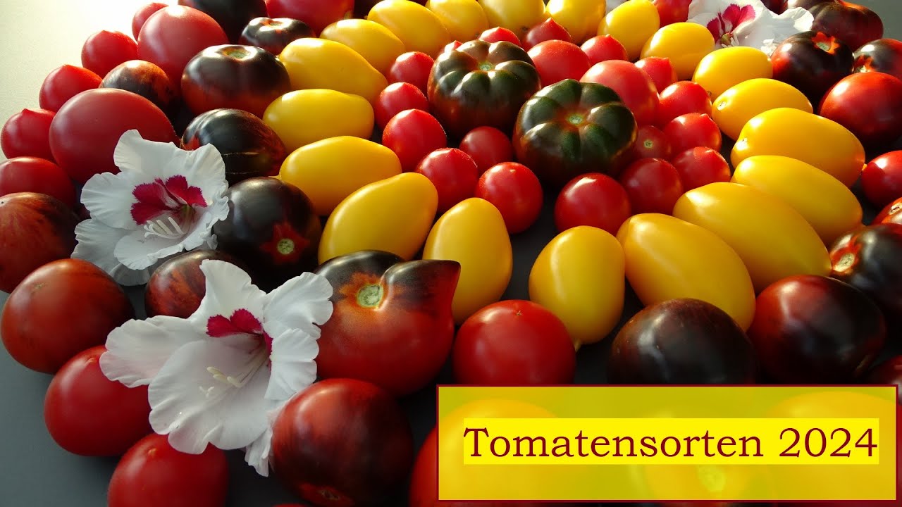 12.06.2024 Vorstellung meiner Tomatensorten 2024 / Sortenbeschreibung / Gewächshaus / Übersicht