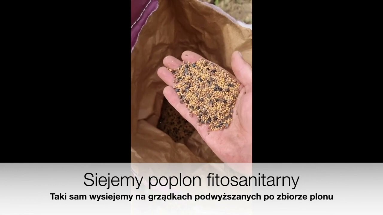 Poplon fitosanitarny - wysiewamy w swoim ogrodzie po zbiorze plon&oacute;w