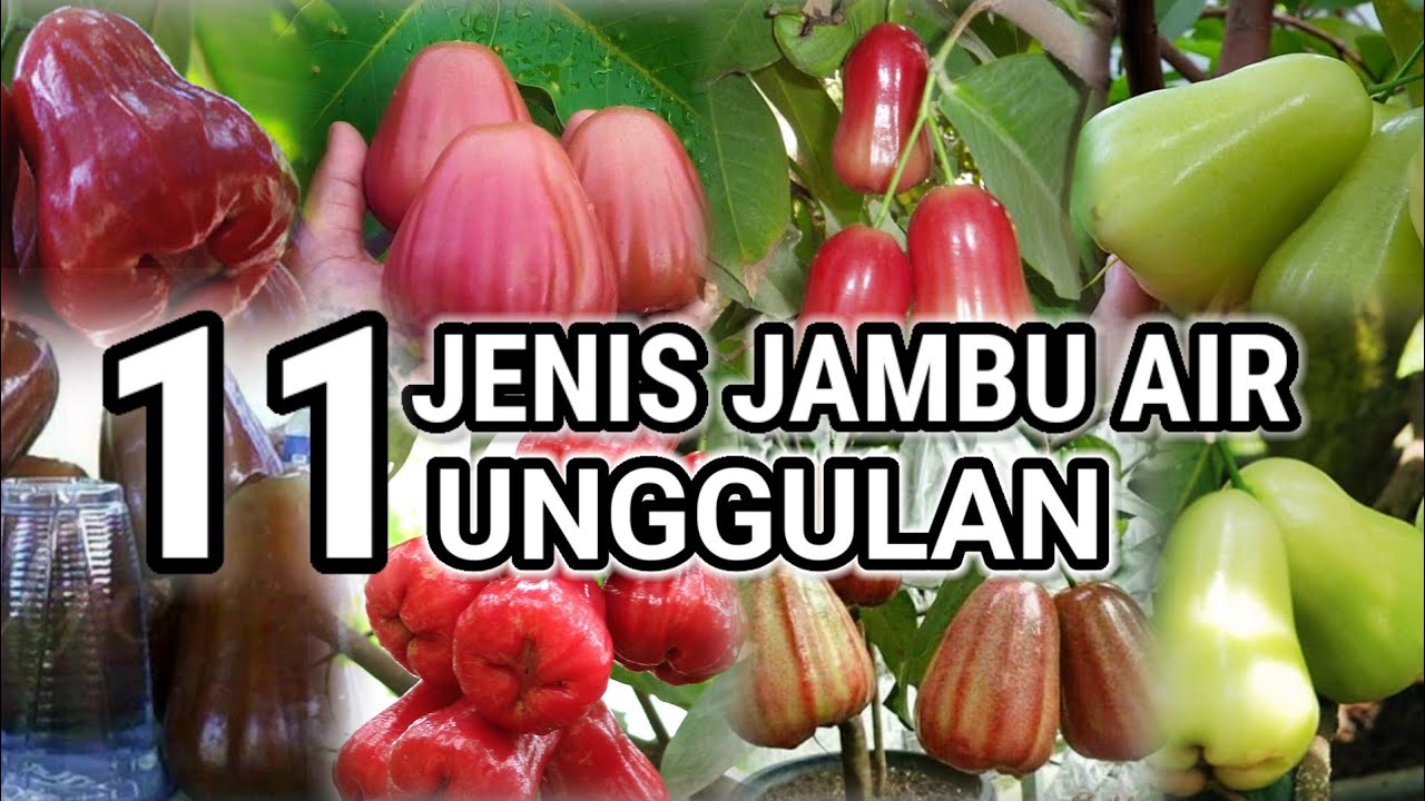 11 JENIS JAMBU AIR UNGGULAN DI INDONESIA DENGAN RASA PALING MANIS DAN LAYAK DI BUDIDAYAKAN